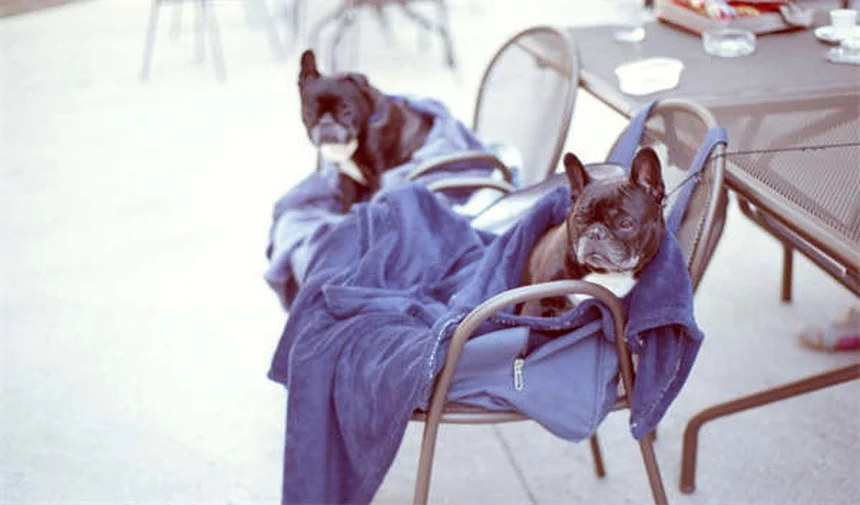 Linfonodi gonfi nel cane: sintomi, cause e quando preoccuparsi