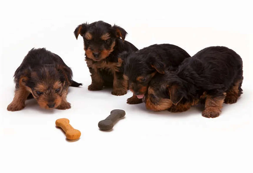 Dove si nascondono le zecche sul tuo cane? 7 posti insospettabili da controllare