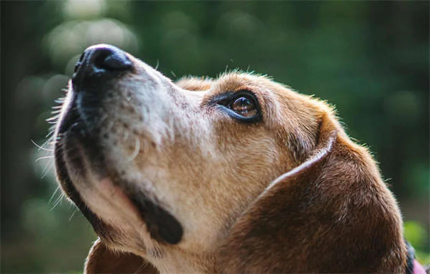 Dove si nascondono le zecche sul tuo cane? 7 posti insospettabili da controllare