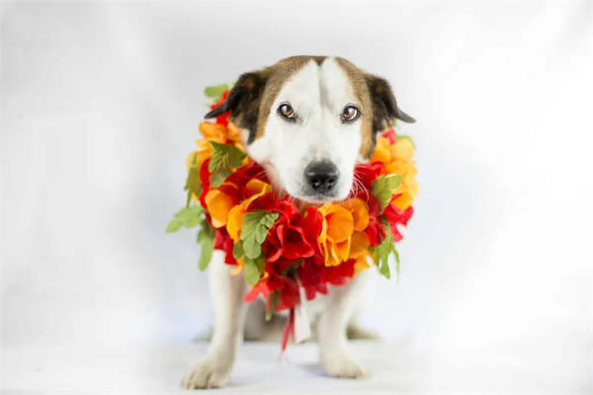 Piometra nei cincillà: sintomi, cure e prevenzione